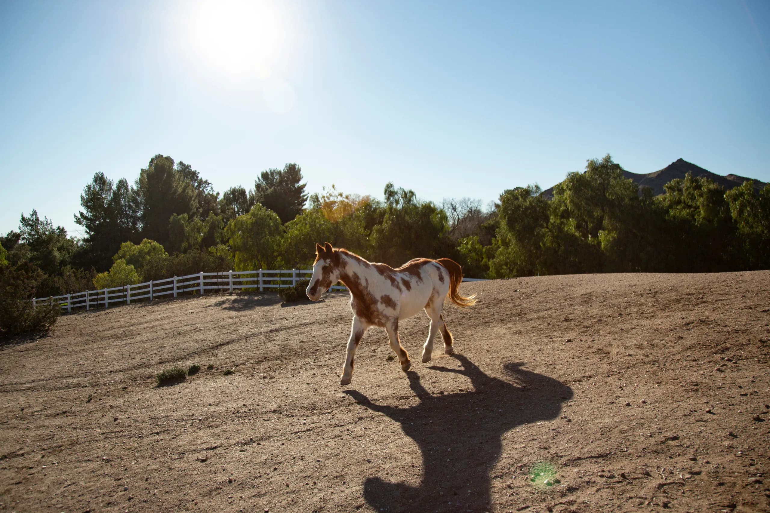 Caballo en el potrero
